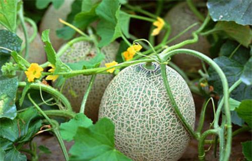 缅甸吃瓜黑料,那些鲜为人知的“吃瓜”黑料